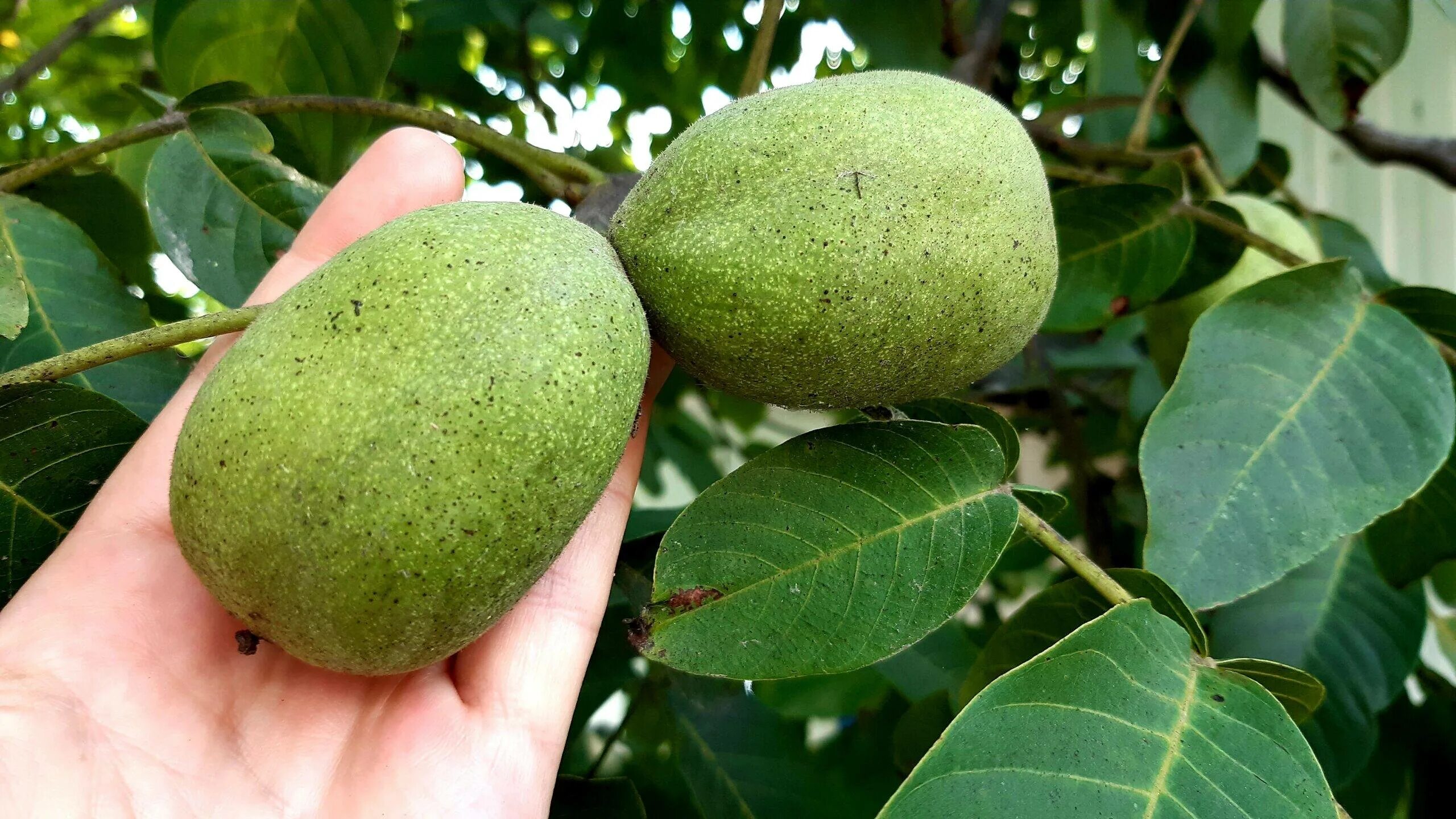 Орехи сорта идеал. Орех грецкий скороплодный идеал. Грецкий орех сорт идеал дерево. Грецкий орех чандлер. Орехи сорта идеал.