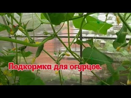 Зола огурцы и помидоры