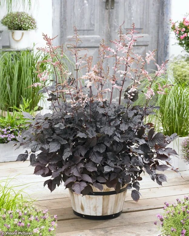 Astilbe 'Chocolate Shogun' (False Spirea) - All Astilbe, Plants, Hardy plants