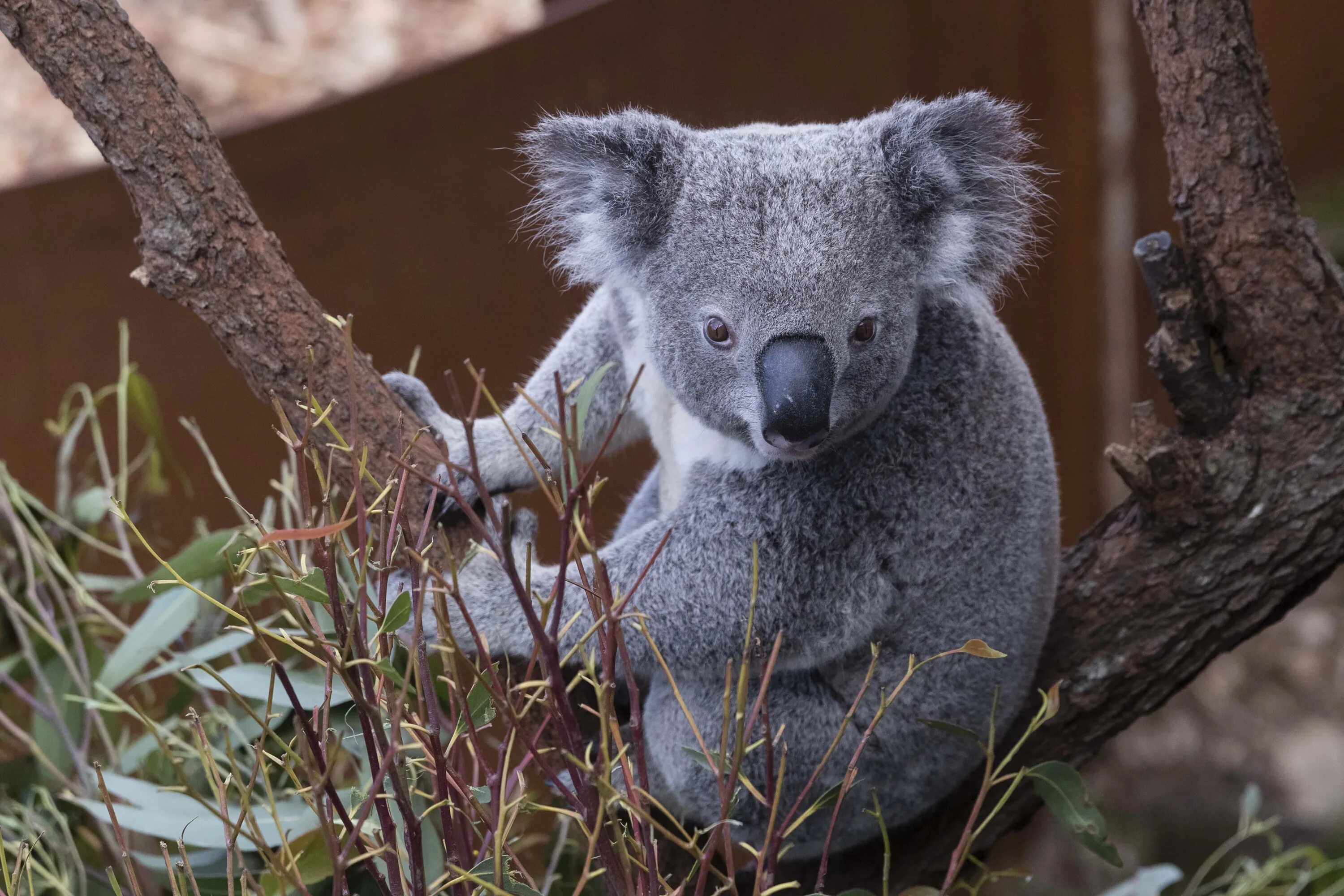 Коала страшная. Коала. Млекопитающие коала. Коала в Австралии. Phascolarctos stirtoni.