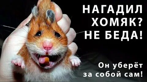 Хомяк ошибка при входе