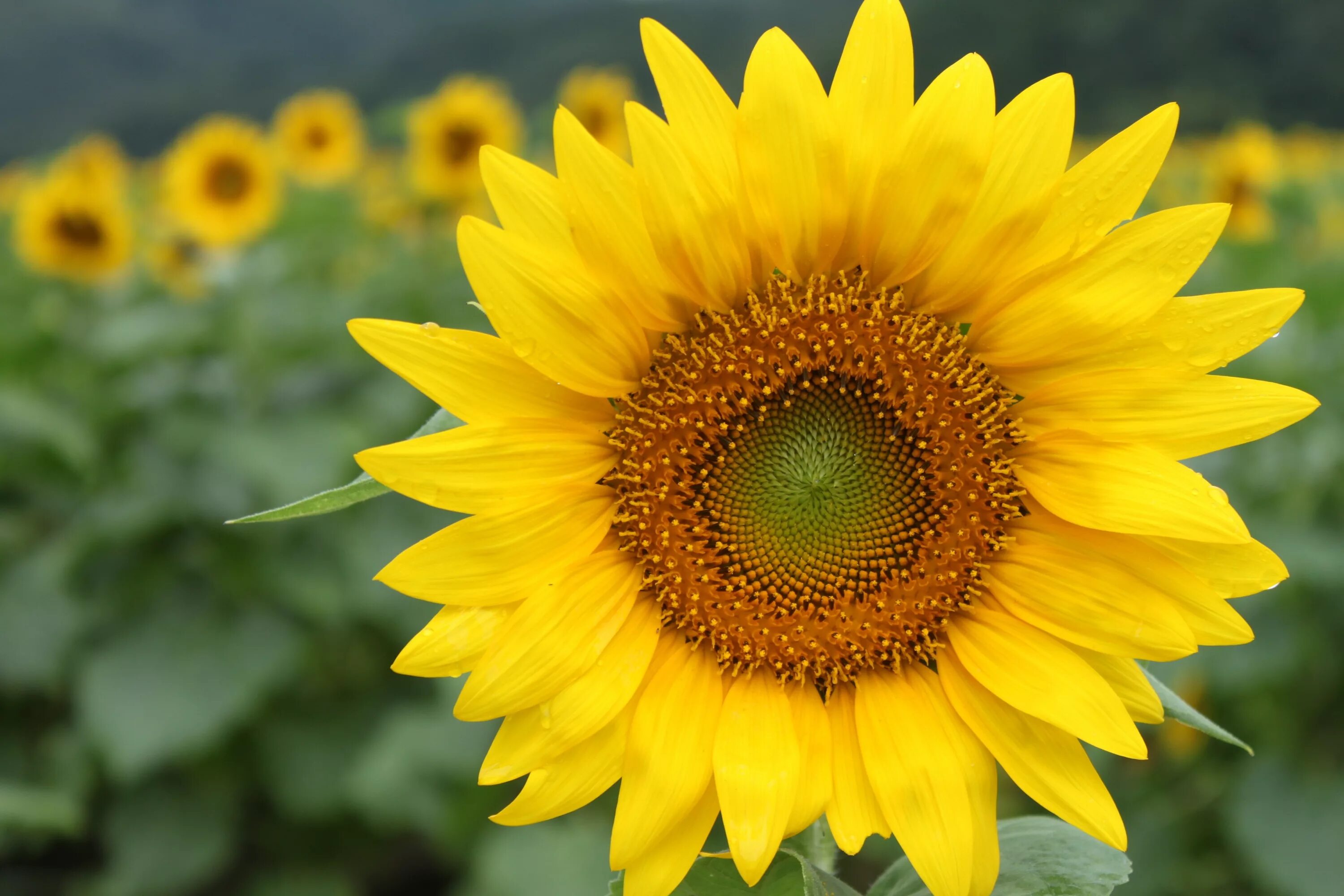 Подсолнечник соцветие. Подсолнечник реснитчатый (Helianthus ciliaris). Подсолнечник однолетний Сатурн. Подсолнечник однолетний Florenza. Helianthus annuus ботаника.