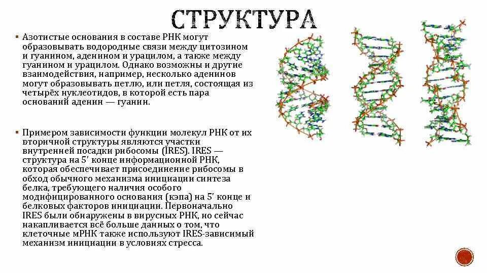 Водородные связи между гуанином и цитозином. Вторичная структура РНК. Водородные связи в ДНК. Структура азотистых оснований.