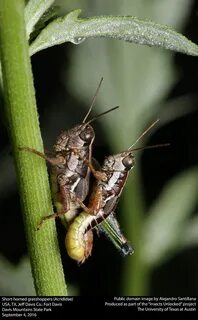 Short horned grasshopper