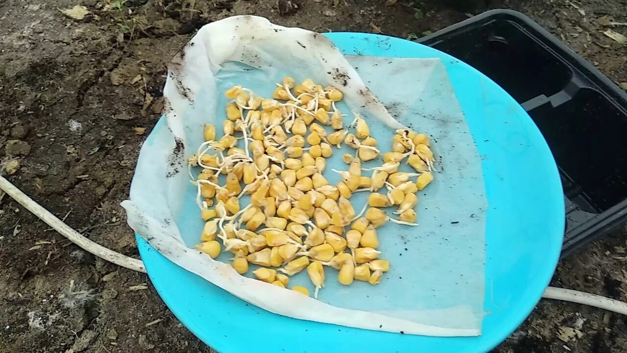 Нужно ли замачивать семена кукурузы. Семена кукурузы для посадки. Прорастание зерна кукурузы. Зерна кукурузы для посадки. Сажаем кукурузу.