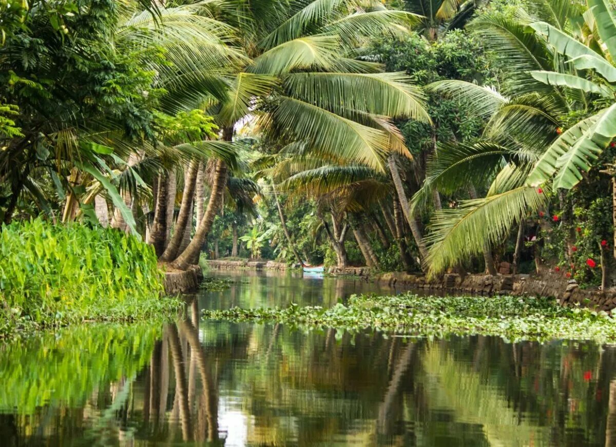 Тропические джунгли Индии. Керала храм в джунглях. Джунгли Тераи Индии. Шри Ланка джунгли.
