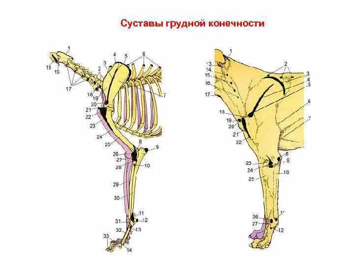 Строение скелета грудной конечности животных. Скелет грудной конечности КРС. Скелет грудной конечности коровы. Суставы грудной конечности животных.