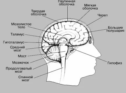 Головной тел 8