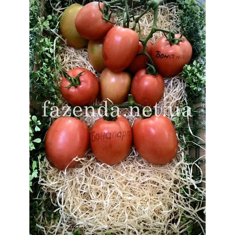 Сорт помидор бонапарт f1. Томат бонапарт сады россии. Сорт помидор бонапарт f1. Томат бонапарт описание сорта. Томат альфа.