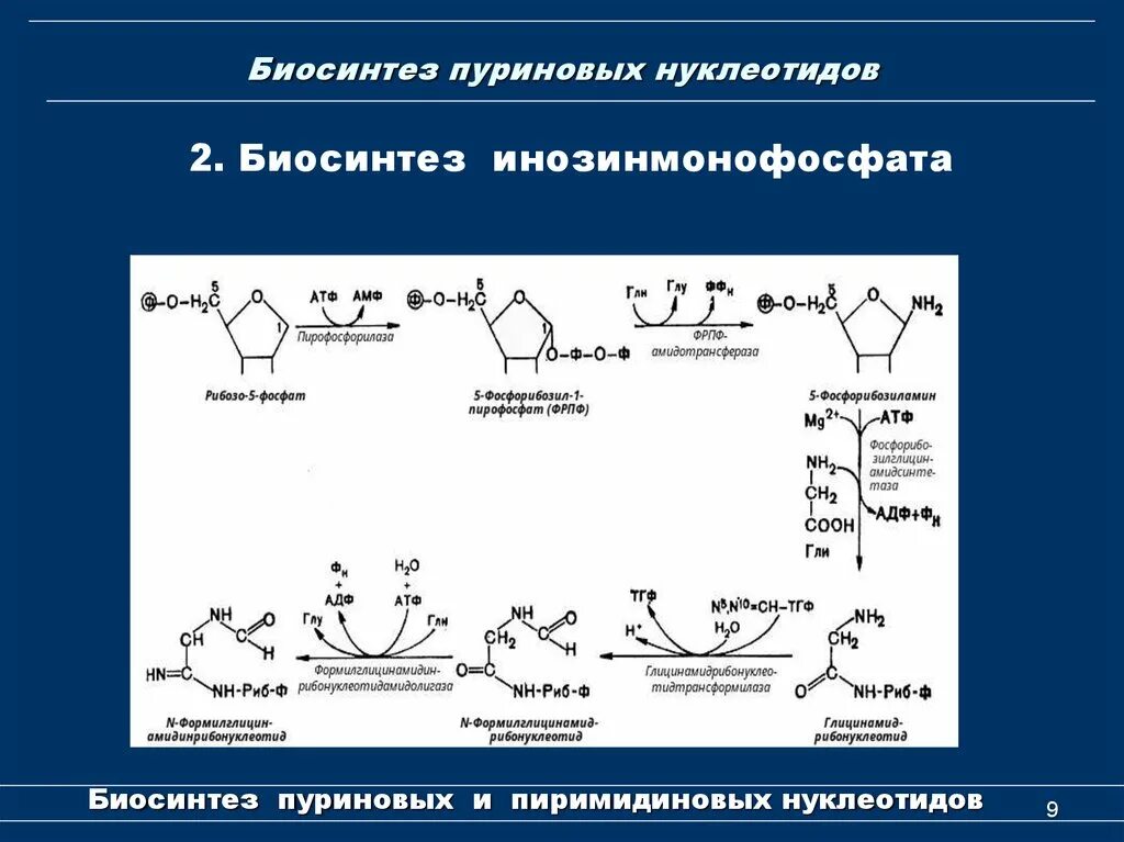 Биосинтез роль ферментов. Синтез ИМФ биохимия. Синтез пуриновых оснований схема. Начальная стадия биосинтеза пуриновых нуклеотидов. Схема путей синтеза пуриновых нуклеотидов биохимия.