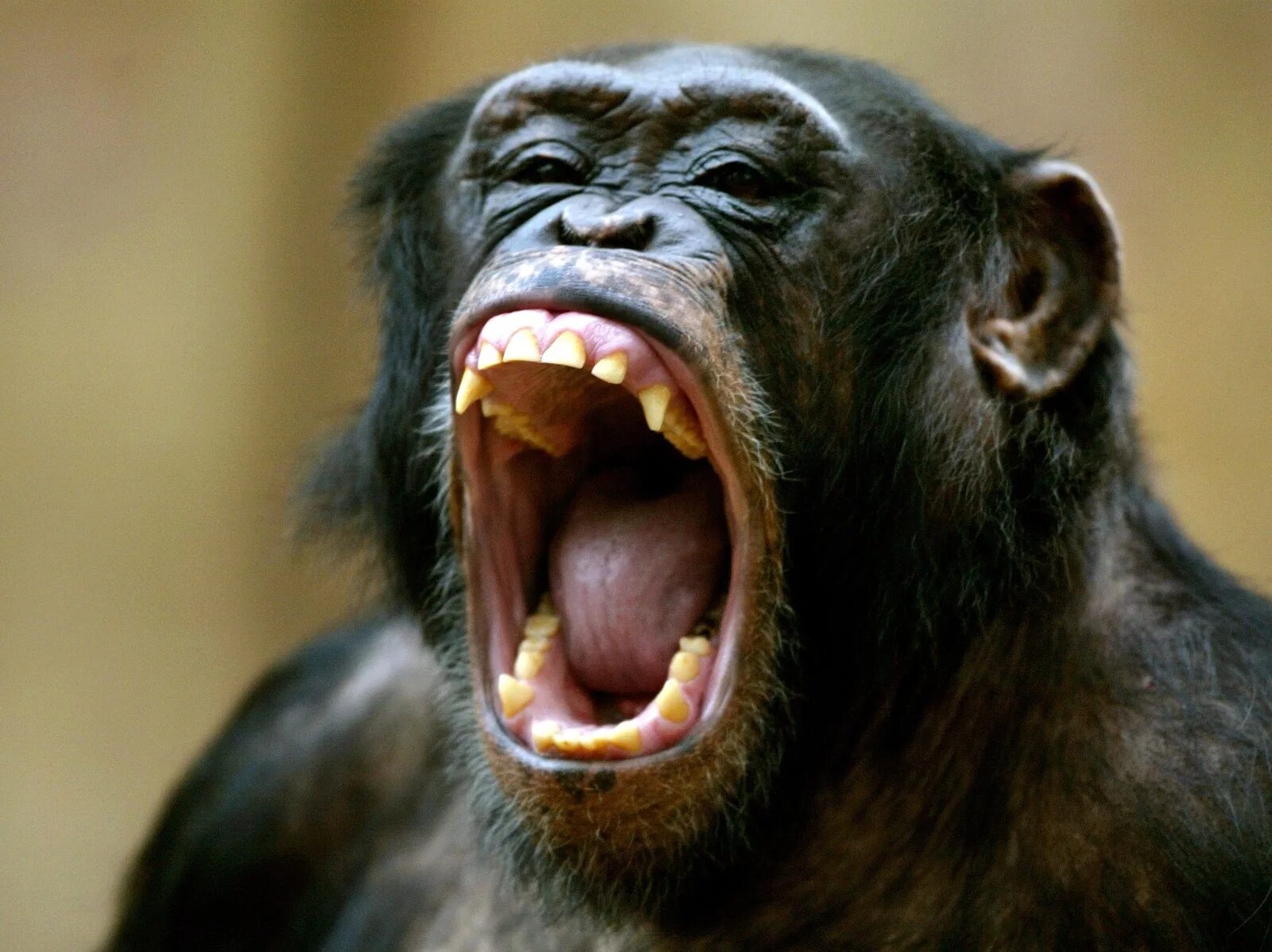 Зубы обезьяны. Зубы у приматов. Зубы обезьяны. Зубы обезьяны. Зубы млекопитающих.
