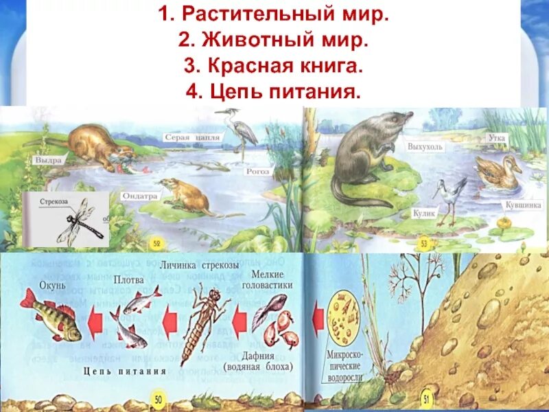 Цепи питания в водоеме примеры. Цепи питания. Цепочка природного сообщества. Цепь питания в сообществе озеро. Цепи питания в водоеме.