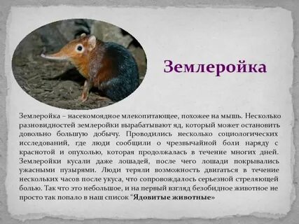 Зверек землеройка за сутки съел 12 г