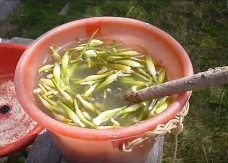 Приготовить настой чеснока