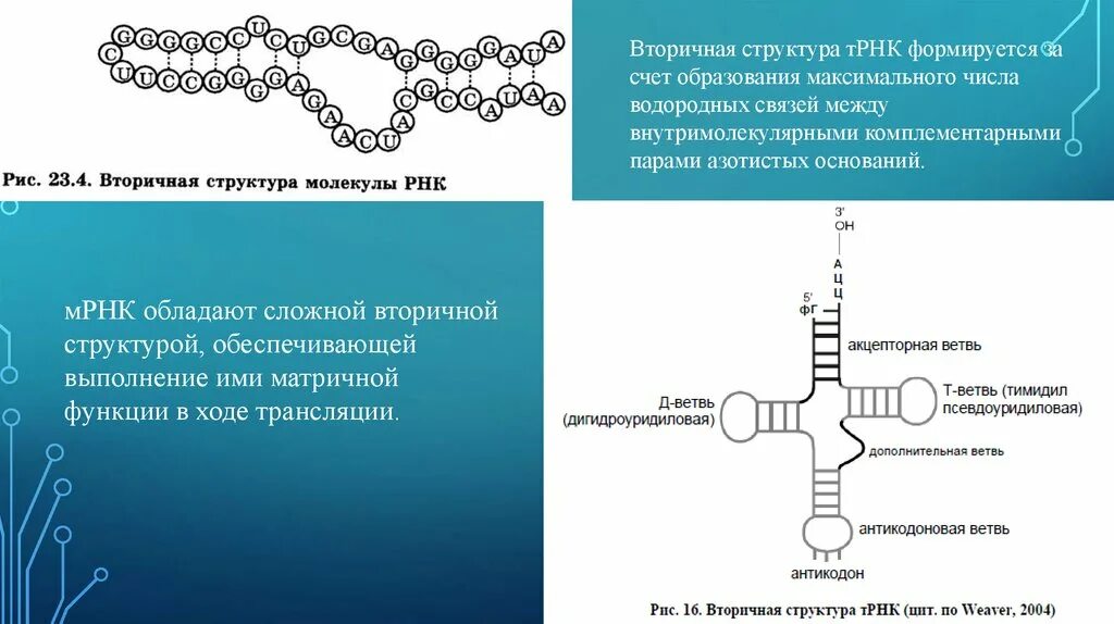 Первичная вторичная и третичная структура ТРНК. Вторичная структура структура РНК. Строение вторичной структуры ТРНК. Первичная структура матричной РНК.