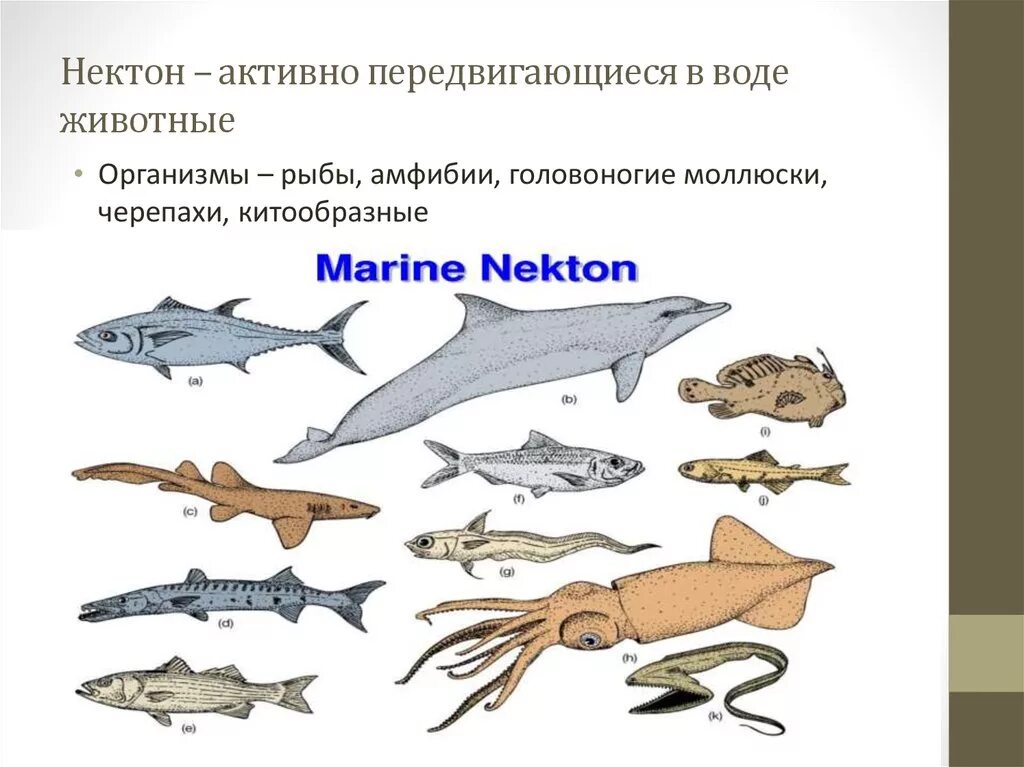 Нектон группа организмов. Нектон. Нектон организмы. Представители нектона. Нектон примеры организмов.