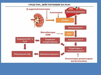 Роль ренин ангиотензин альдостероновой системы