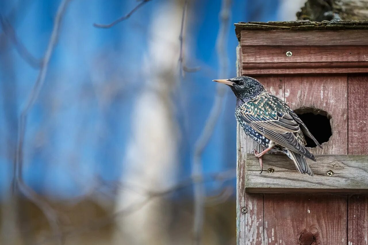 скворец анатомия. скворец в окно. скворцы и жаворонки. скворец в скворечнике. скворец в окно.