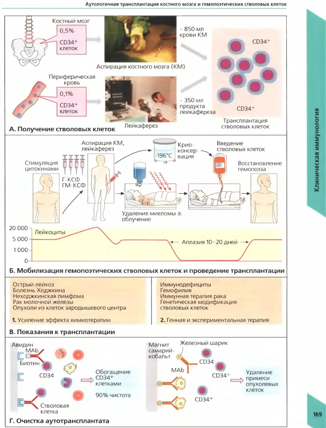 Трансплантация костного мозга. Трансплантация стволовых клеток. Костный мозг трансплон. Пересадка стволовых клеток костного мозга. Пересадка костного мозга москва