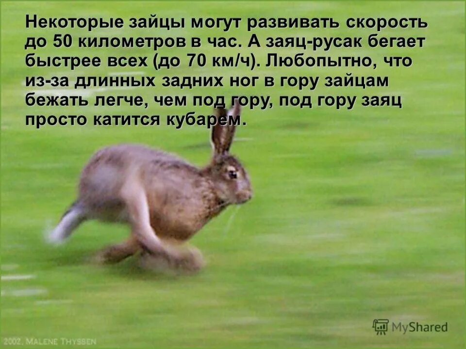 Заяц-Русак зайцы. Заяц бежит. Скорость бега зайца. Образ жизни зайца.