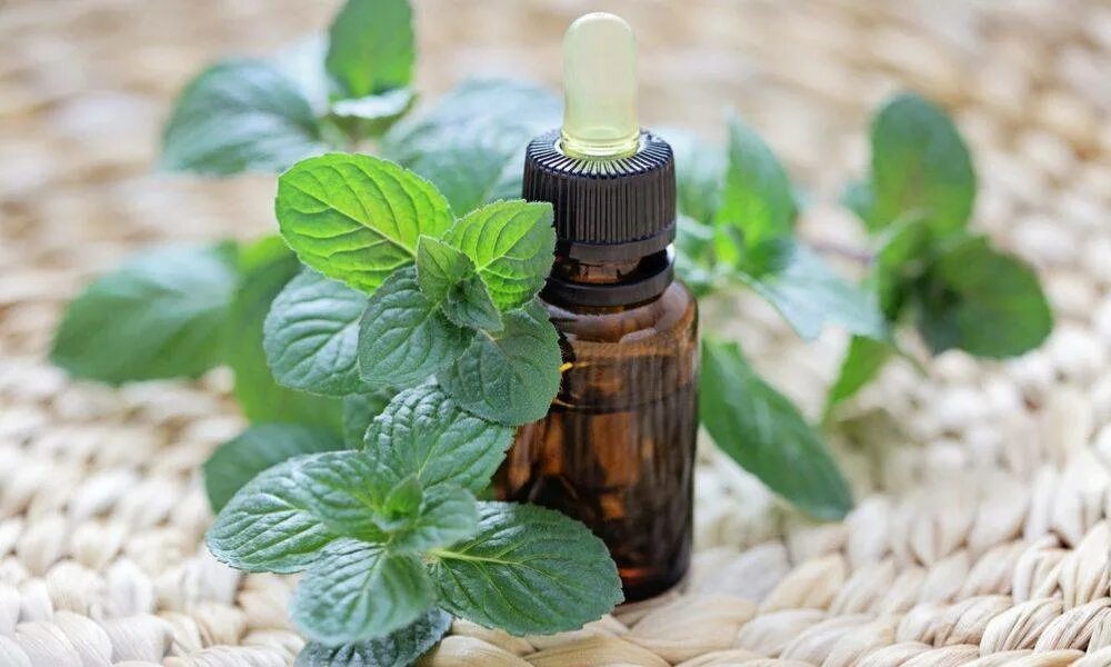 Сильнейшие эфирные масла. Spearmint Essential Oil. Мята перечная натуральные масла. Мята перечная эфирное масло белый фон. Мята перечная Эстетика.