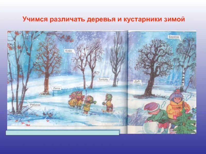 Картотека для детей подготовительной группы. С. Карточки деревья для детей. Лиственные растения зимой. Растения зимой для детей.