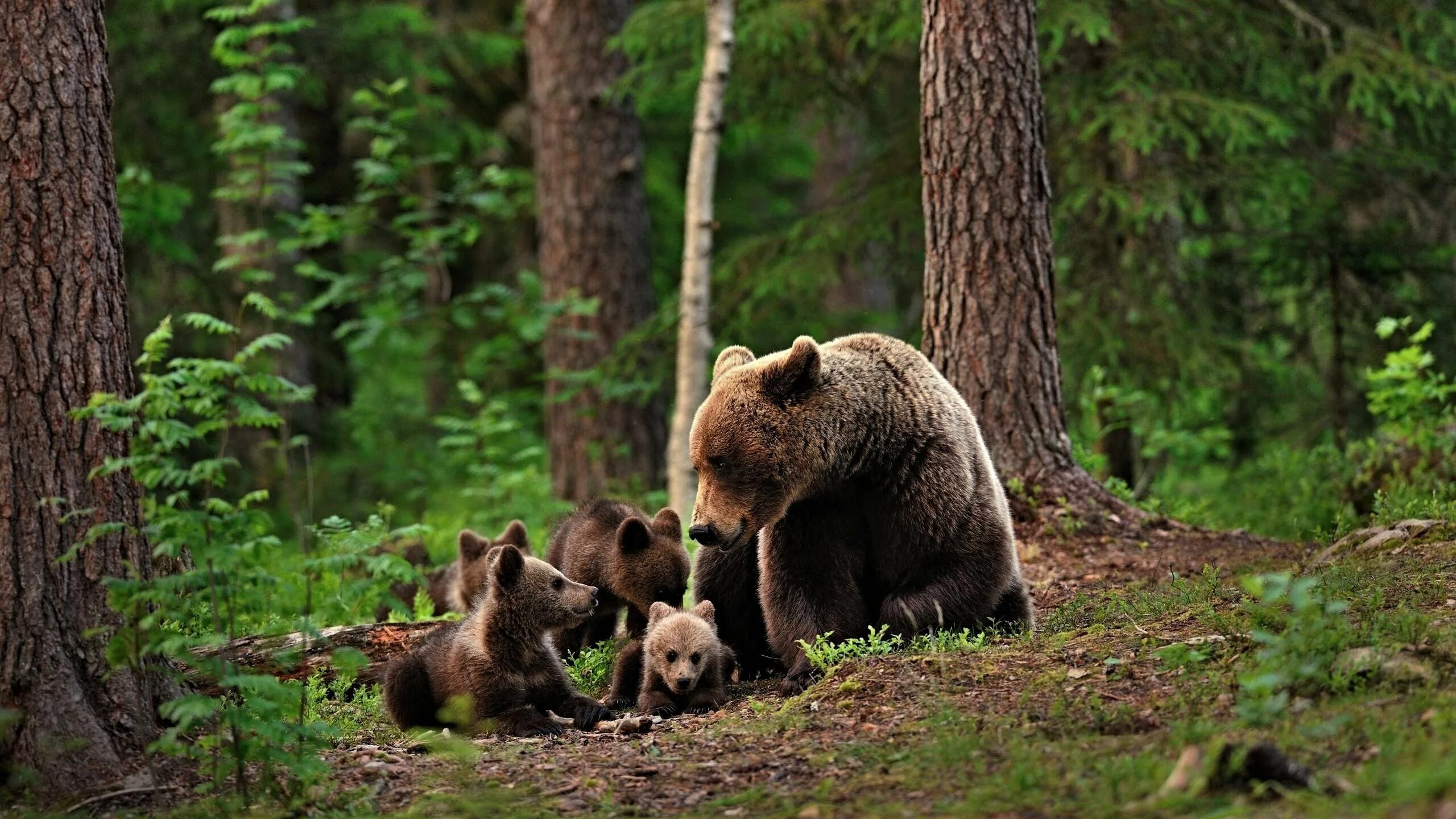 Жизнь медведей в лесу. Беловежская пуща медведи. Медведь в лесу. Медведица с медвежатами. Медвежонок в тайге.