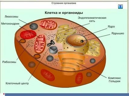 Какие структуры присутствуют в животной клетке