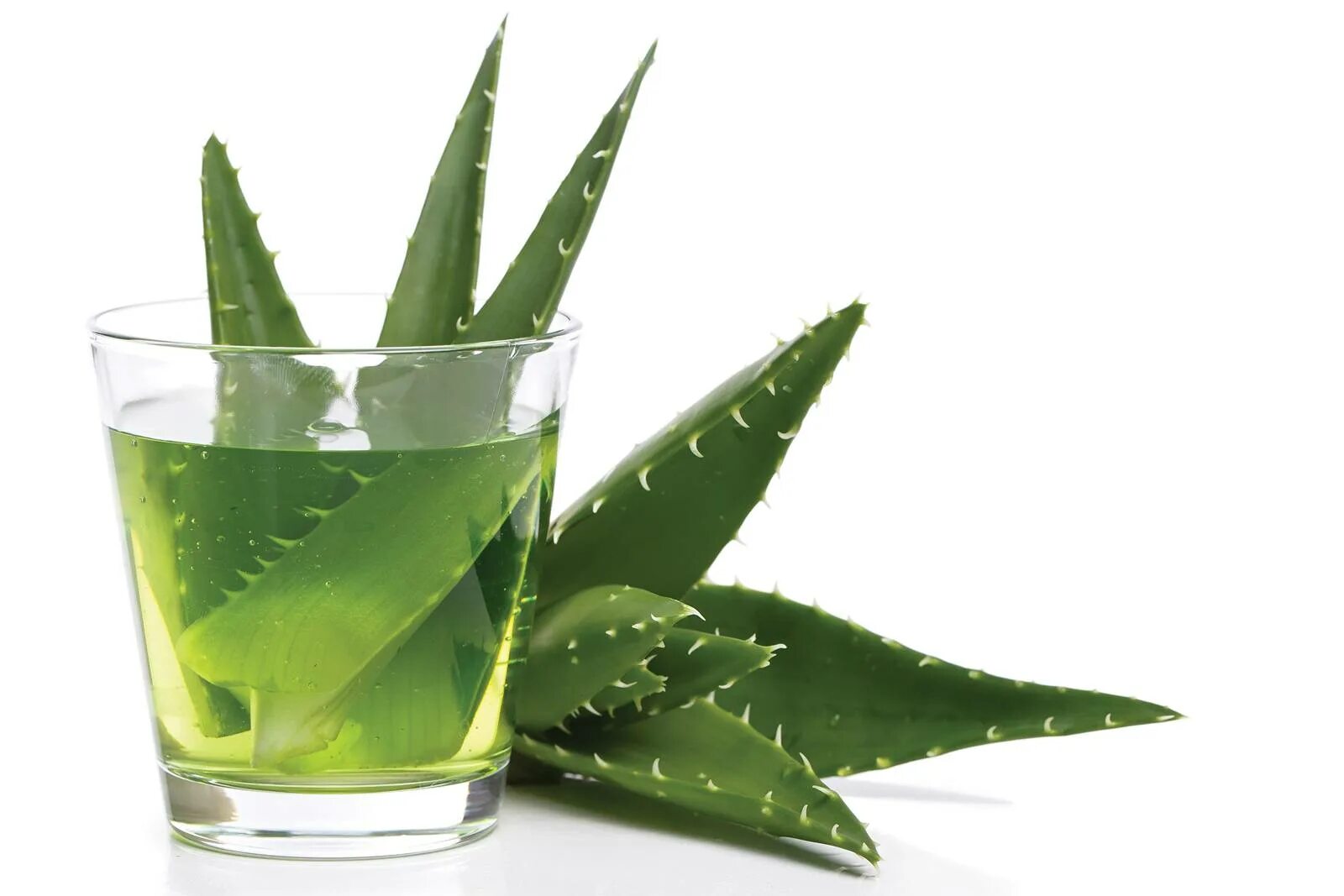 Aloe Vera алоэ.