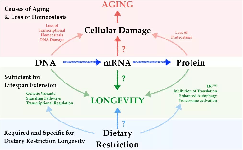 Ген долголетия наш ген. What causes Aging. Loss of genetic variation.