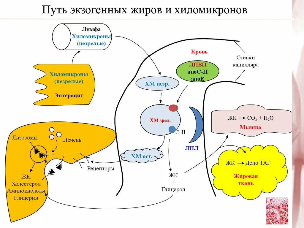 Схема обмена хиломикронов. Обмен липидов биохимия схема. Схема транспорта экзогенных липидов в крови. Путь экзогенных жиров и хиломикронов.