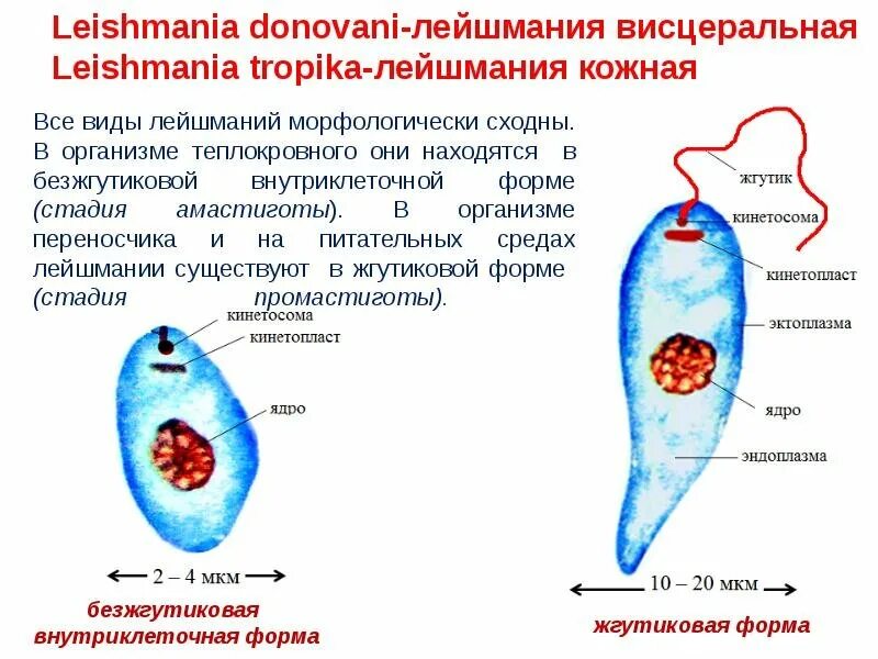 Лейшмания формы. Лейшмании амастигота и промастигота. лейшмания тропика строение. строение амастиготы лейшмании. лейшмания доновани строение.