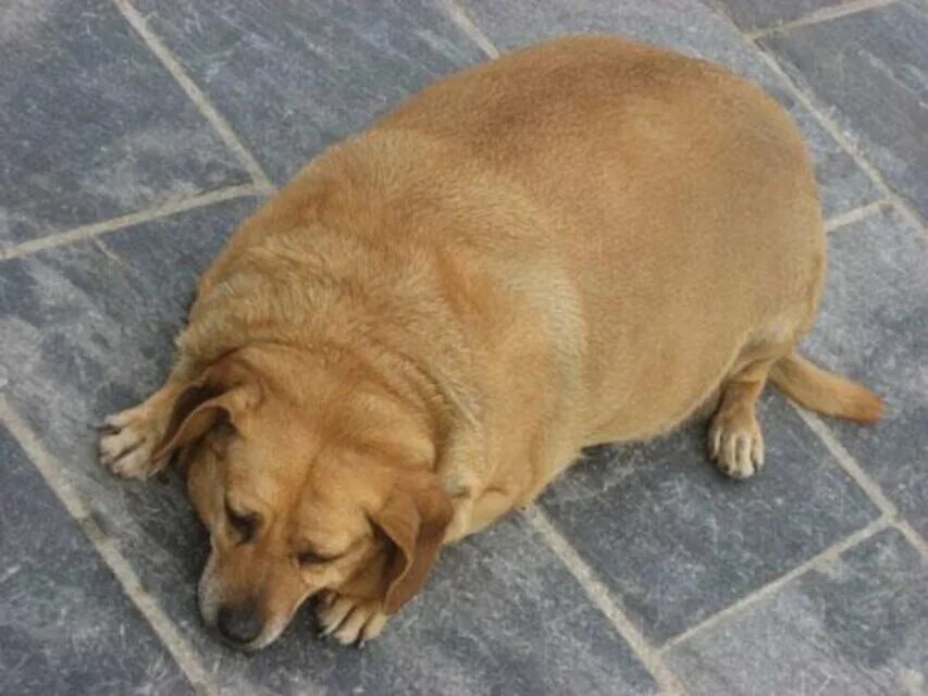 Толстая маленькая собака. Толстая собака. Толстая дворняга. Толстый щенок. Толстая дворняжка.