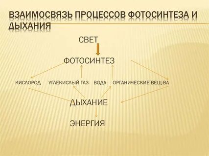 Процесс дыхания кислород