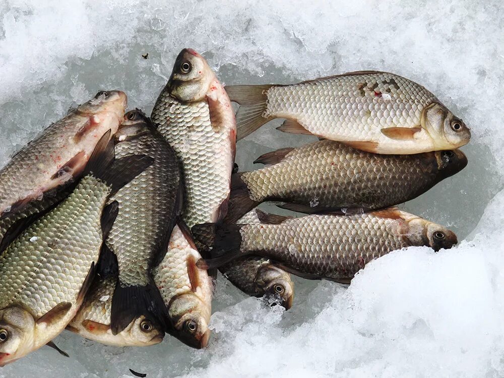 сазан линь карась. рыбак рыбака карась. рыбалка фотографии. карасик улов 1 рыба. крупная рыба на рыбалке.