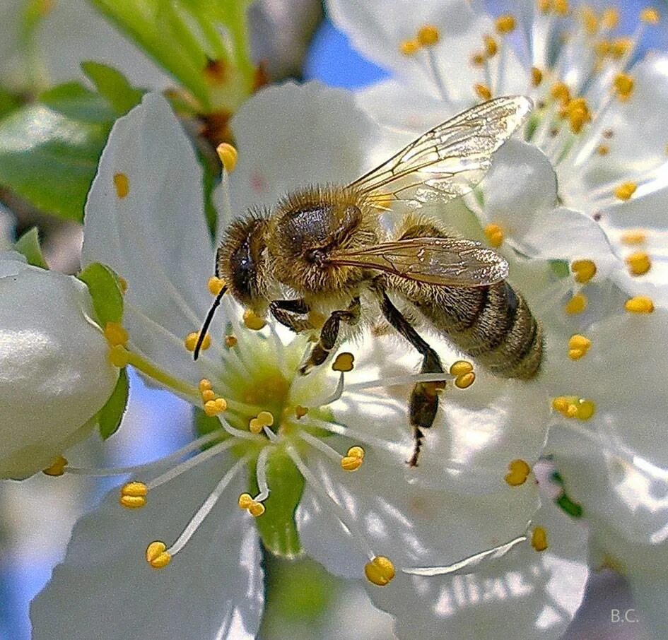 Apis music. Пчела APIS mellifera. APIS mellifera mellifera. Медоносная пчела. Пчеловодство. Медоносы для пчел.
