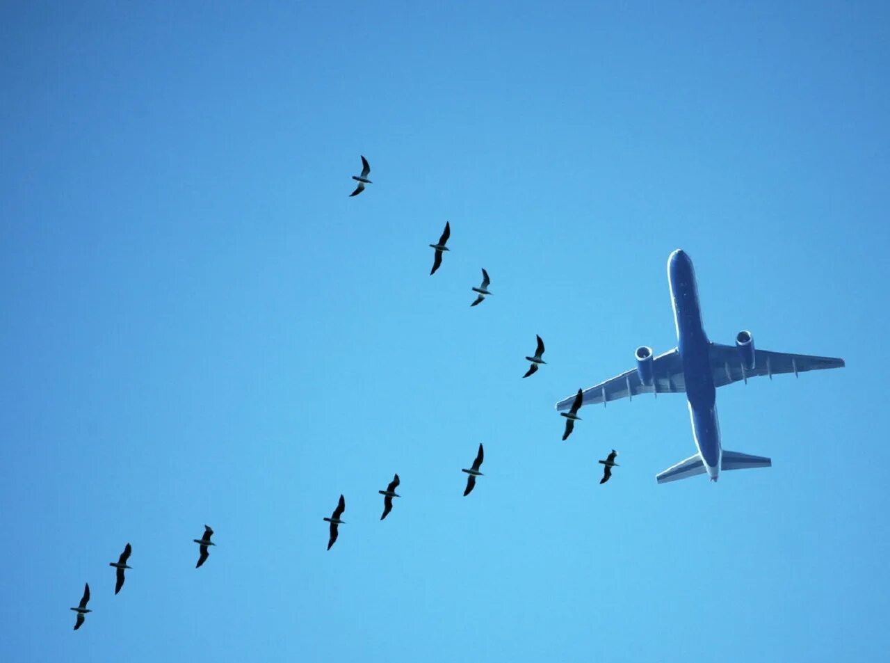 Это птица это самолет. Самолет в небе. Самолет и птицы в небе. Полёт птиц.