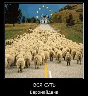 В каждом стаде есть