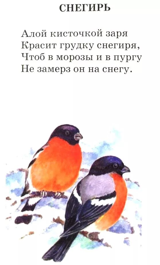 Текст стихотворения снегирь. Текст стихотворения снегирь. Стишок про снегиря для детей 3-4. Текст стихотворения снегирь. Стихотворение про снегиря.