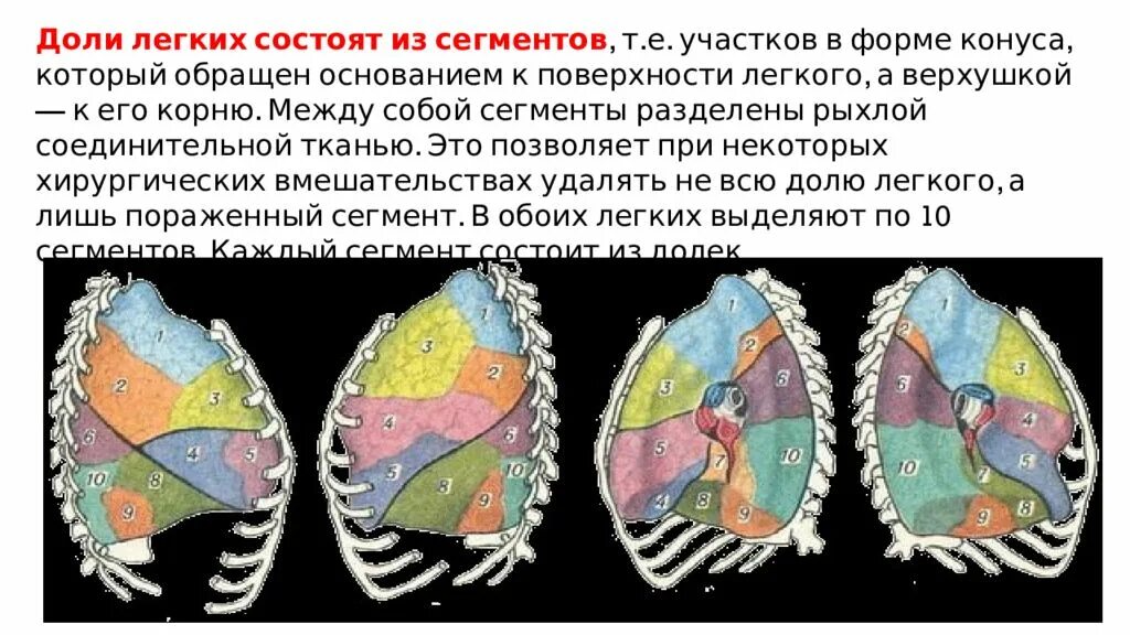 Правое легкое сколько долей. Доли легких. Доли правого легкого. Доли и сегменты легких. Доли и сегменты легких схема.