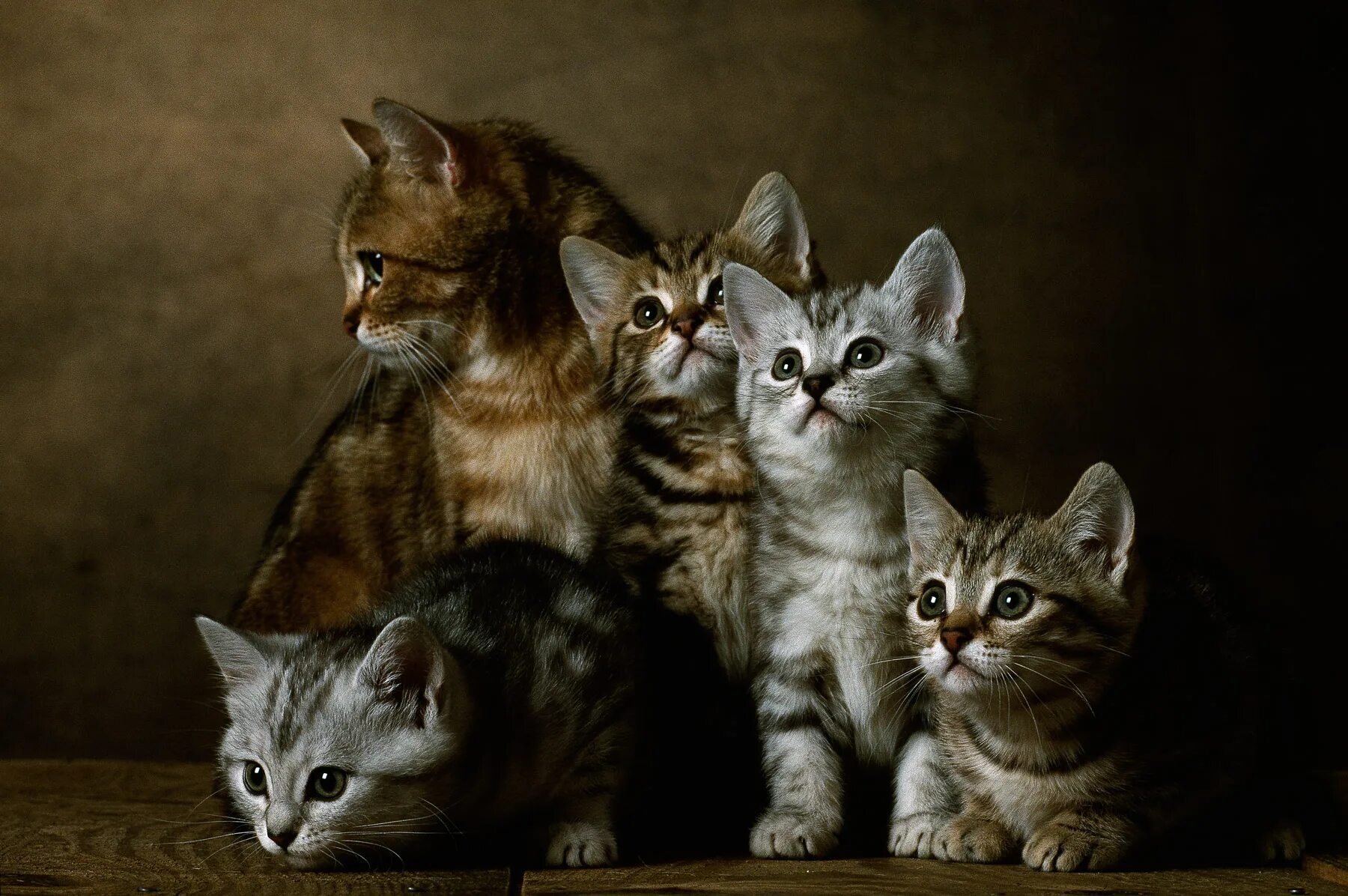 Четверо котов. Три кошки. Четыре котенка. Кошка с котятами. Пять котят.
