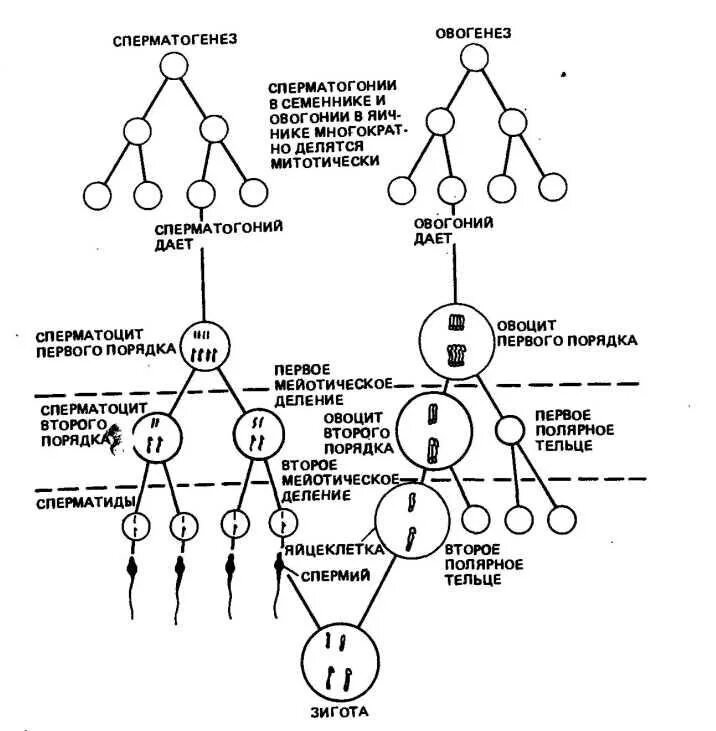 Схема сперматогенеза и овогенеза. Фазы овогенеза схема. Схема овогенеза и гаметогенеза. Мейоз схема сперматогенез.