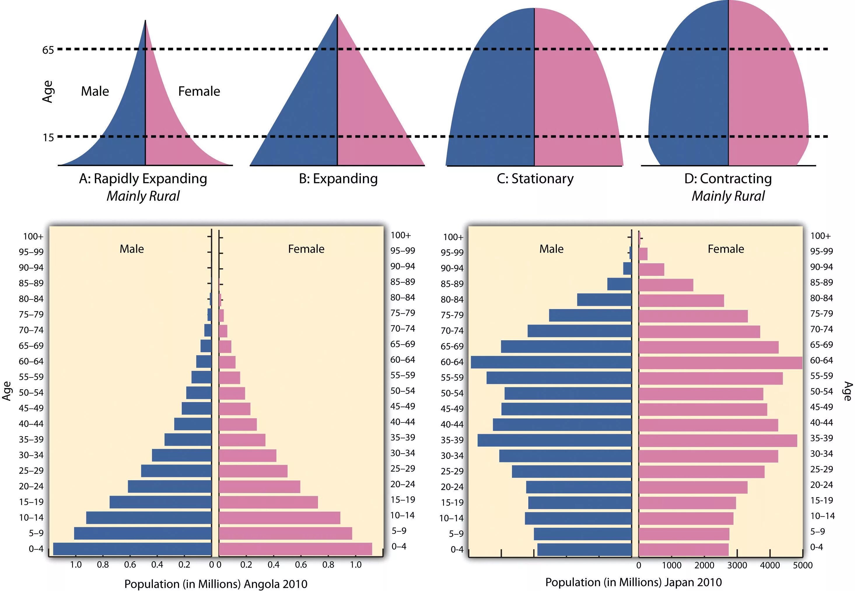 Population pyramid. Types of population Pyramid. Population Pyramid Japan. Половозрастная пирамида Венесуэлы.