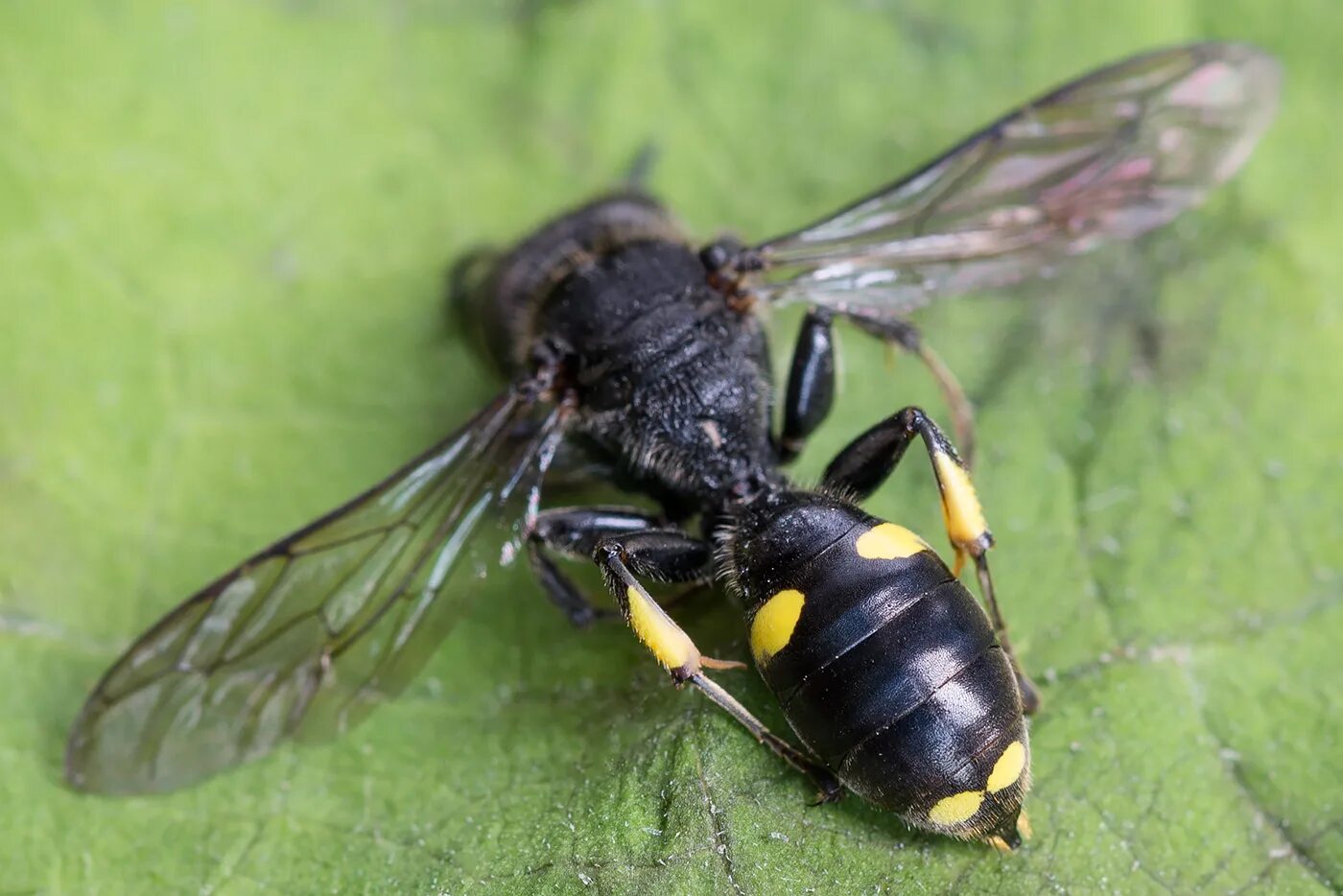 Crossocerus. Ectemnius cavifrons. Оса в родах. Одиночные осы охота. Оса в родах.