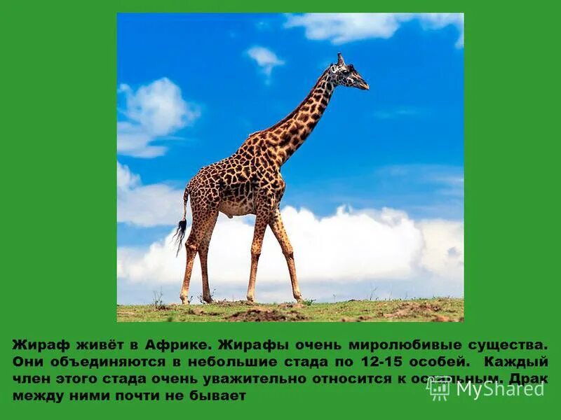 Где живет жираф на каком материке. Жираф обитает в Африке. Загадка о жирафе. Презентация про Жирафов. Загадка о жирафе для детей.