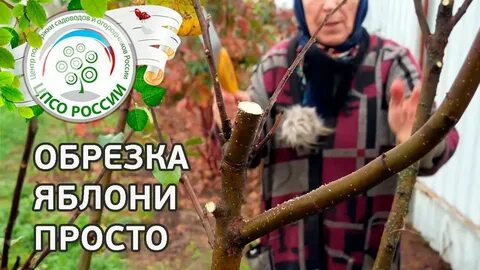 Все пройдет как яблонь