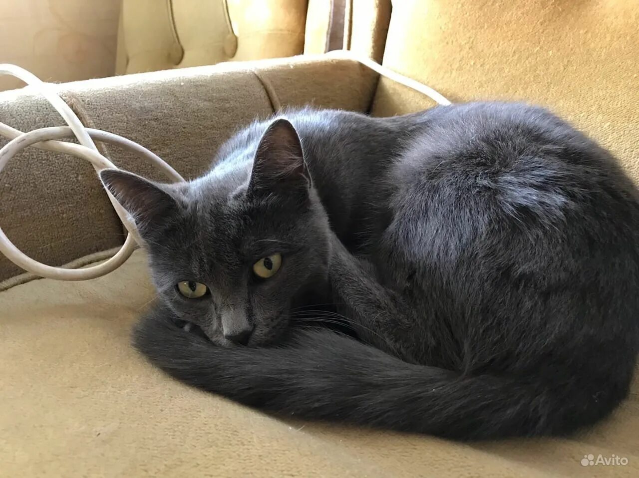 кот 8. котенок 8 месяцев. кот 8. кот 8. 8 месяцев кате.