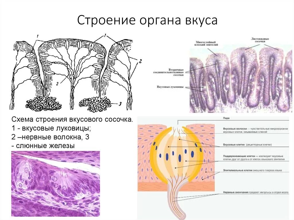 Схема строения органа. Вкусовые рецепторы гистология. строение органа вкуса гистология. строение вкусовой почки гистология. строение вкусовой луковицы гистология.