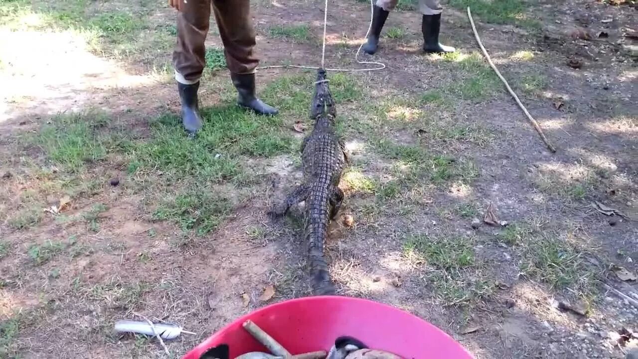 Ловля крокодилов. Поймал крокодила на удочку.