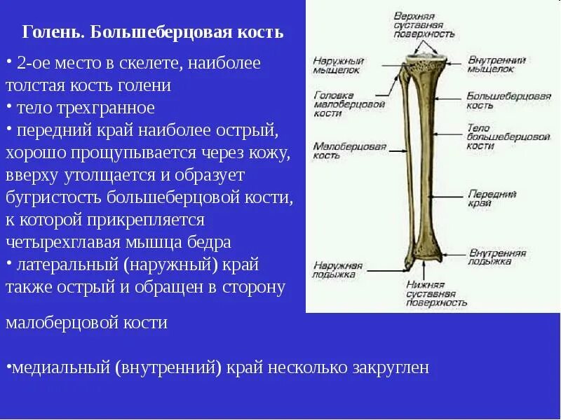 Головка большеберцовой кости: строение и функции